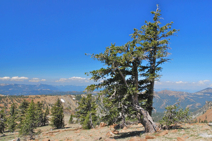 Pinus balfourianabalfouriana