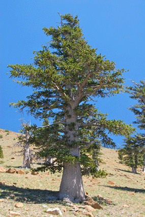 Pinus balfourianabalfouriana