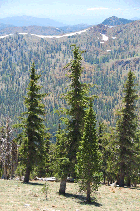 Pinus balfourianabalfouriana