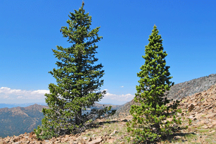 Pinus balfourianabalfouriana