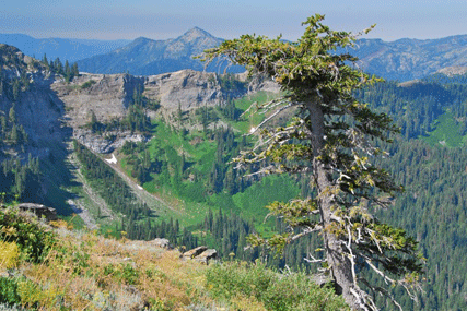 Pinus balfourianabalfouriana