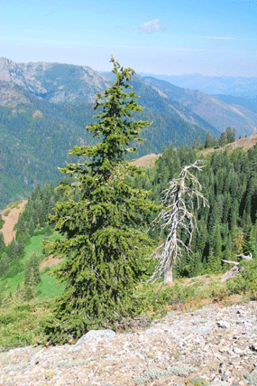 Pinus balfourianabalfouriana