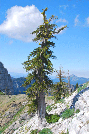 Pinus balfourianabalfouriana