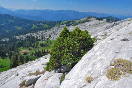 Pinus balfourianabalfouriana