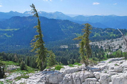 Pinus balfourianabalfouriana