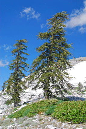 Pinus balfourianabalfouriana