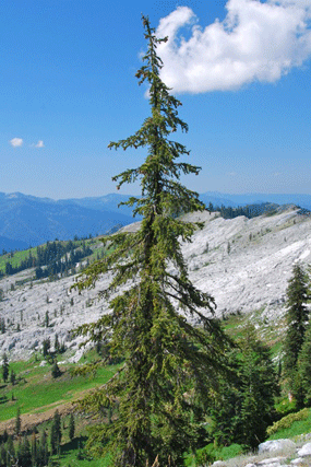 Pinus balfourianabalfouriana