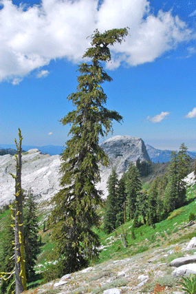 Pinus balfourianabalfouriana