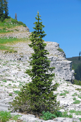 Pinus balfourianabalfouriana