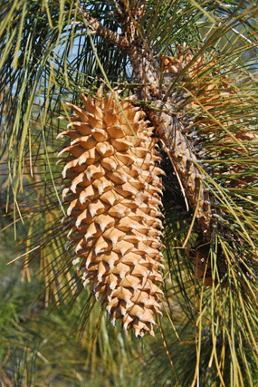 Pinus coulteri
