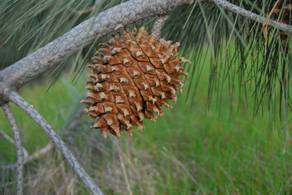 Pinus sabiniana