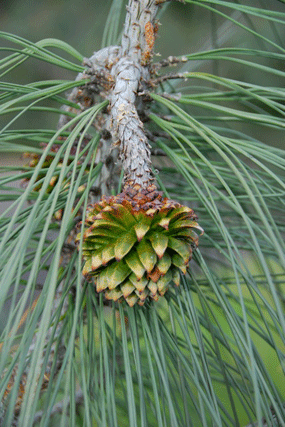 Pinus sabiniana