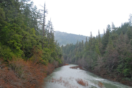 Sequoia sempervirens