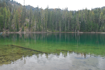 Chamaecyparis lawsoniana