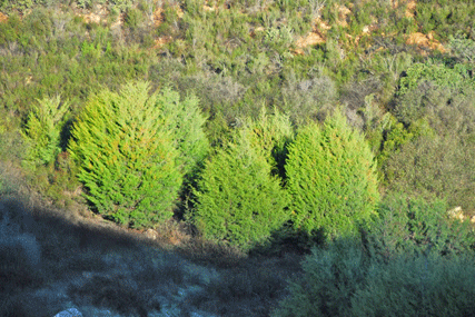 Cupressus forbesii
