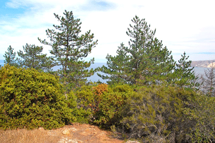 Pinus muricata