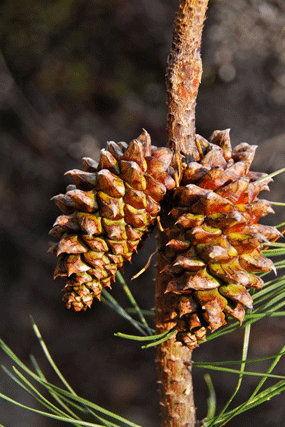 Pinus muricata