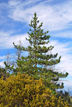 Pinus muricata