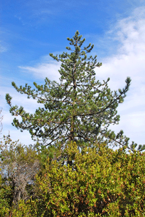 Pinus muricata