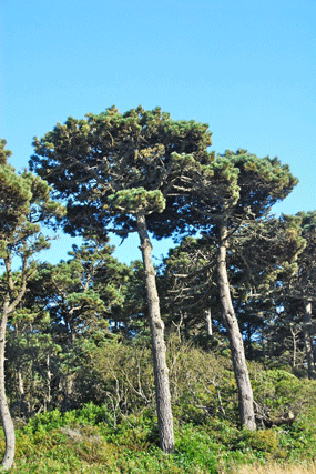 Pinus muricata