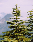 Abies amabilis