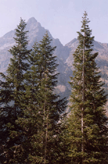 Abies amabilis