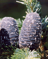 Abies amabilis