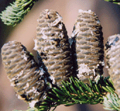 Abies lasiocarpa
