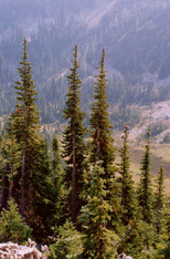 Abies lasiocarpa