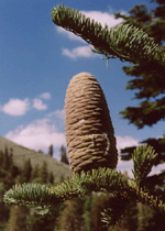 Abies magnifica