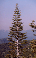 Abies magnifica