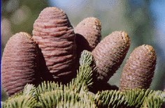 Abies magnifica shastensis
