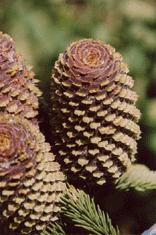 Abies magnifica shastensis