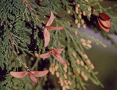 Calocedrus decurrens