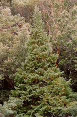 Chamaecyparis lawsoniana