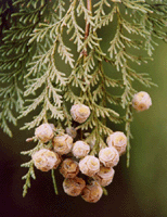 Chamaecyparis lawsoniana