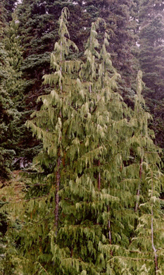 Cupressus nootkatensis