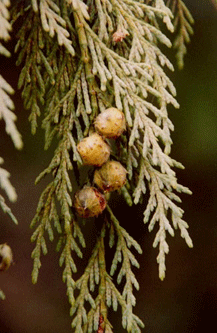 Cupressus nootkatensis