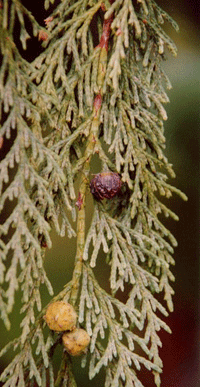 Cupressus nootkatensis