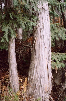 Cupressus nootkatensis