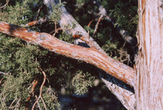 Juniperus occidentalis occidentalis