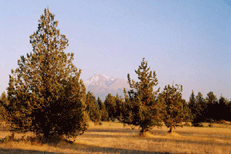 Juniperus occidentalis occidentalis