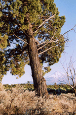 Juniperus occidentalis occidentalis