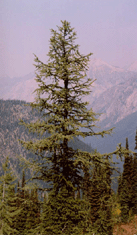 Larix lyallii