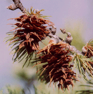 Larix lyallii