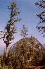 Larix lyallii