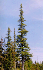 Larix occidentalis