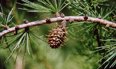 Larix occidentalis