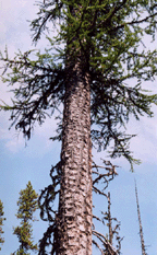Larix occidentalis