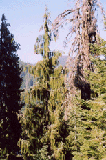 Picea breweriana
